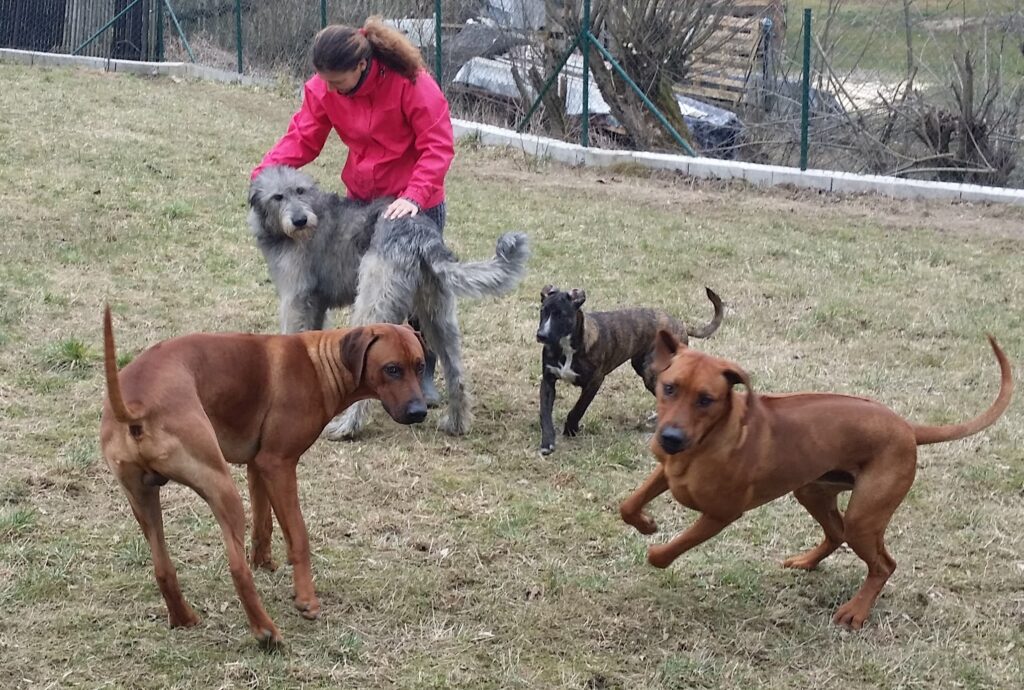 Psy sa hrajú v ubytovaní pre psov v Oščadnici
